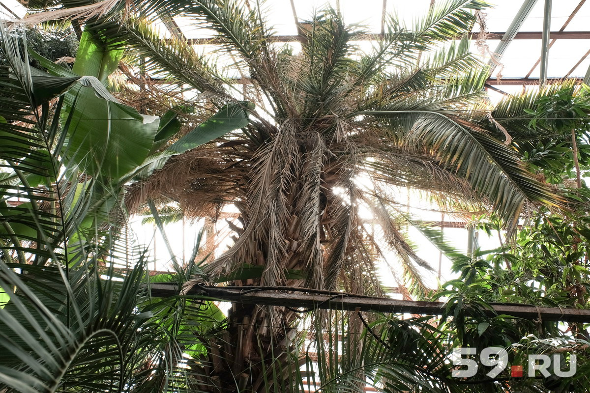Гордость сада – 120-летняя финиковая пальма