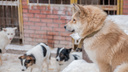 По 2500 рублей на особь: в Самарской области насчитали почти 28 тысяч бездомных животных
