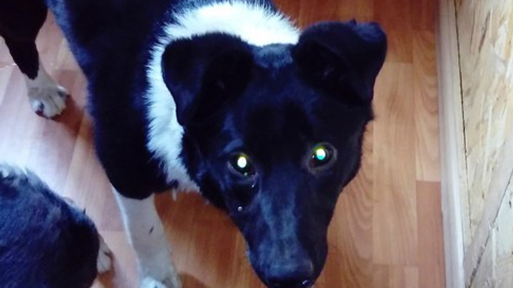 Спасение собаки, полгода прожившей под павильоном в Челябинске, сняли на видео