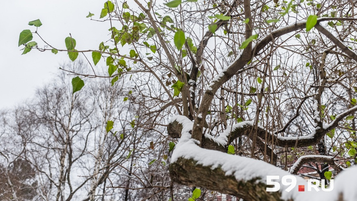 Ночью — до -3 °С: МЧС предупредило жителей Прикамья о заморозках