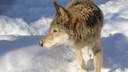 Волки в «Самарской Луке»: на территории заповедника увеличилась популяция серых хищников