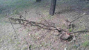 В сквере на ЧМЗ общественники нашли уничтоженные саженцы деревьев