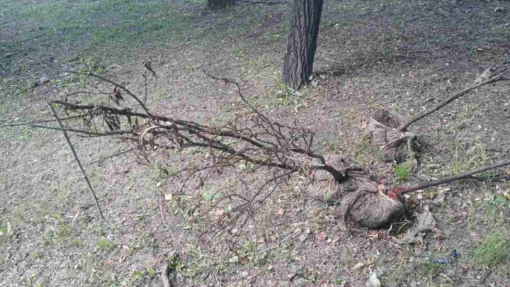 В сквере на ЧМЗ общественники нашли уничтоженные саженцы деревьев