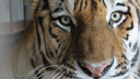 В Самарском зоопарке организуют первое свидание амурских тигров Кактуса и Кассандры