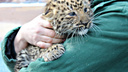 «Мальчишки с характером»: горожан познакомили с детёнышами леопардов