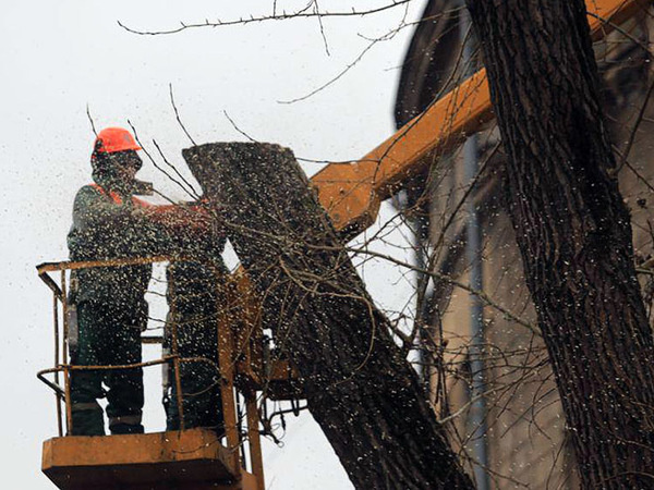 Работы по сносу деревьев на набережной канала Грибоедова / автор фото - Павел Каравашкин/«Фонтанка.ру»