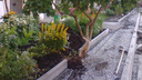 «Спилить нельзя помиловать»: при ремонте двора в Челябинске жителей рассорило дерево