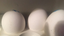 В Самарской области пресекли продажу яиц от кур, зараженных гриппом А