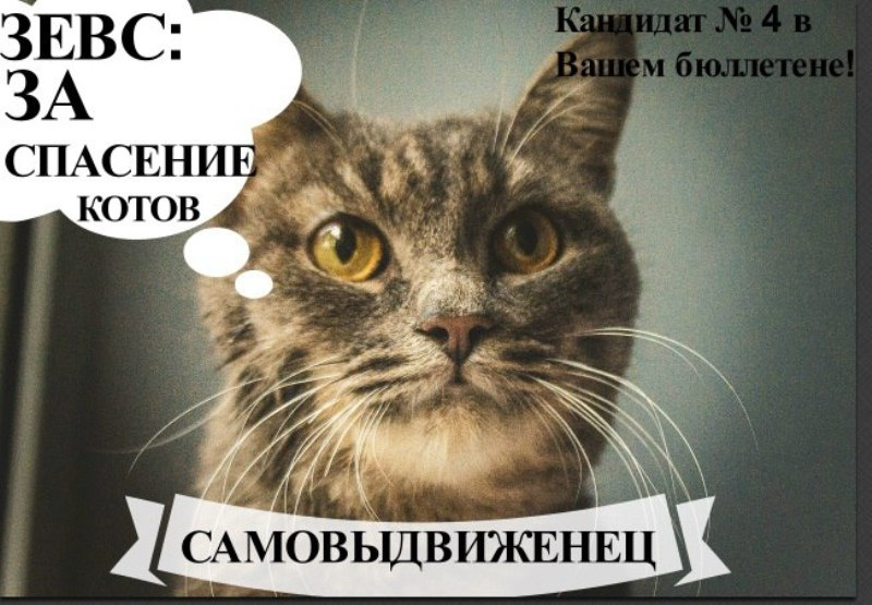 Зевс создал фонд спасения котов в экстренных ситуациях. Сам был спасен с обочины дороги за минуту до смерти, всю свою жизнь хочет посвятить спасению котов. Средства, собранные в ходе его кампании, пойдут на экстренное лечение котов в тяжелом состоянии.