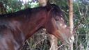В Самаре из конюшни похитили четырех породистых лошадей