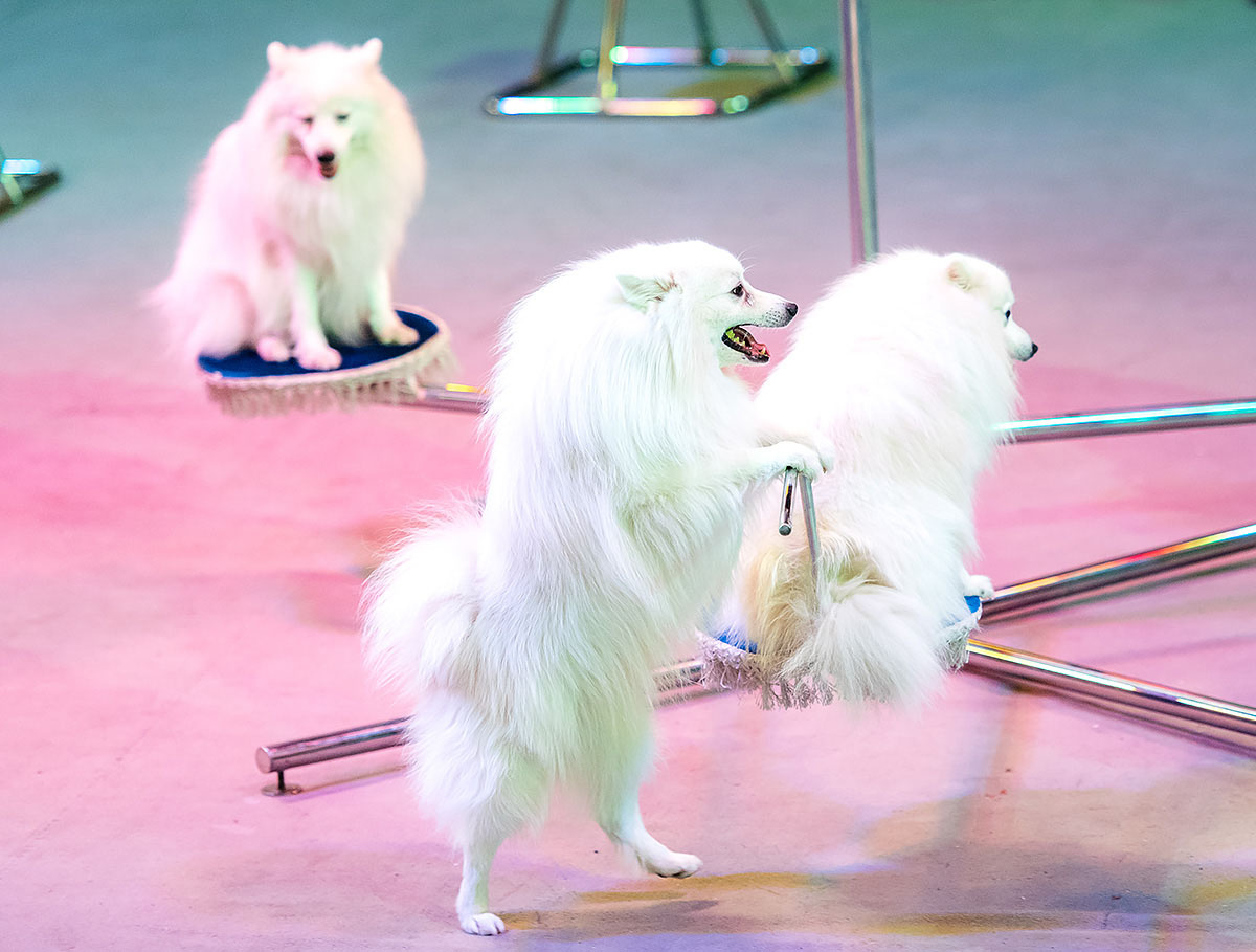 цирк никулина оренбург. цирк на льду владивосток. цирк в оренбуржье январь 2024. цирк на кобозева оренбург. цирк оренбург 2022.