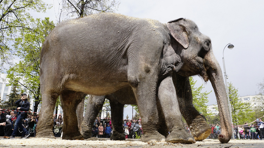Самый тяжелый слон
