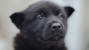 Приютите символ года: восемь брошенных псов из Катунино, которые мечтают найти хозяина