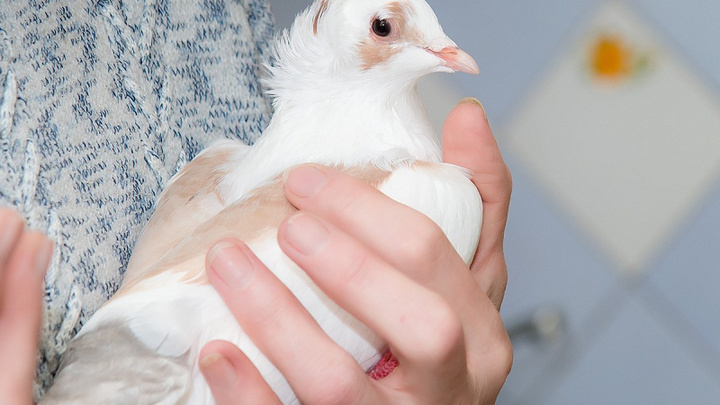 Попали в очаг: у жителя Челябинской области убили 20 голубей из-за соседских попугаев