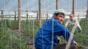 В китайских помидорах из Иловлинского района нашли смертельно опасные пестициды