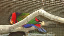 В ростовском зоопарке украли двух попугаев ара