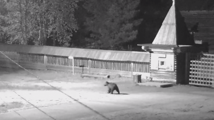 В музей Малые Карелы на ночную «экскурсию» пришел медведь