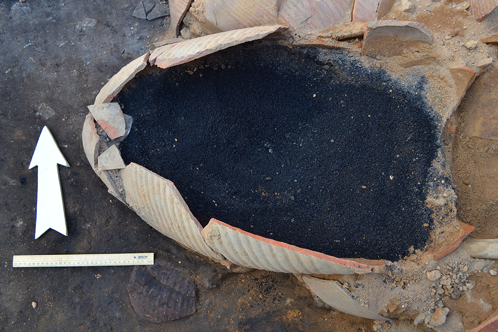 Более полторы тысячи лет. Зерно археологические раскопки. Зерна найденные археологами. Остатки зерна. Раскопки в Танаисе в 1984 году.