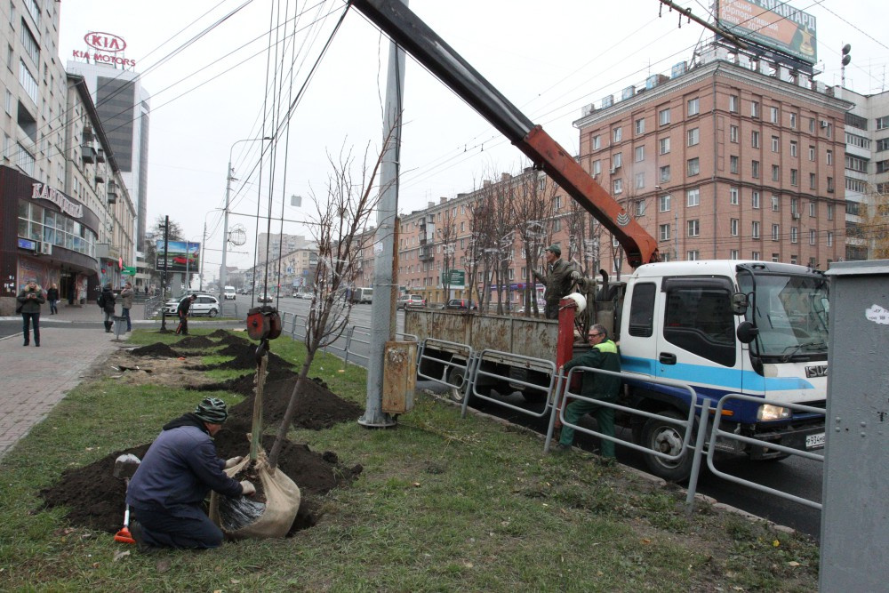 Липы высадят вдоль проспекта до улицы Пушкина Липы высадят вдоль проспекта до улицы Пушкина