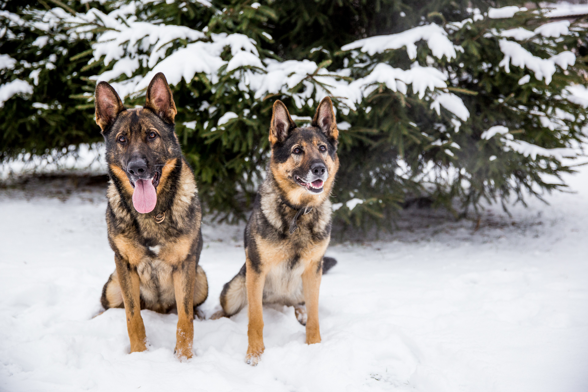 Кинологи берут на воспитание собак тех пород, которые не мёрзнут в наших краях зимой