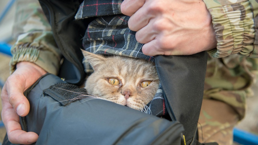 Ветераны, пенсионеры и травматолог спасли кота-верхолаза в центре Волгограда