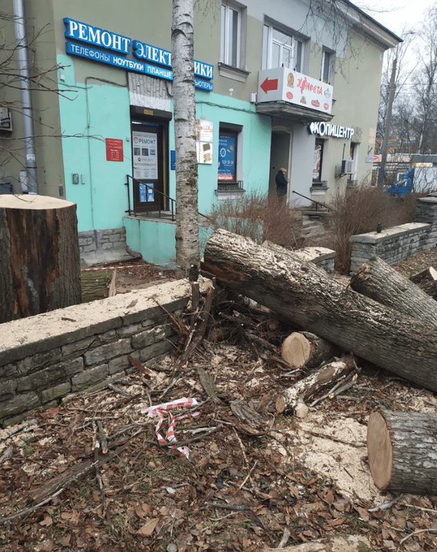 Вырубка деревьев по адресу Ярославский, 28