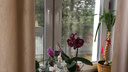 Сегодня в Ярославле откроется выставка орхидей