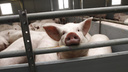 В Самарской области из-за африканской чумы погибло поголовье свиней
