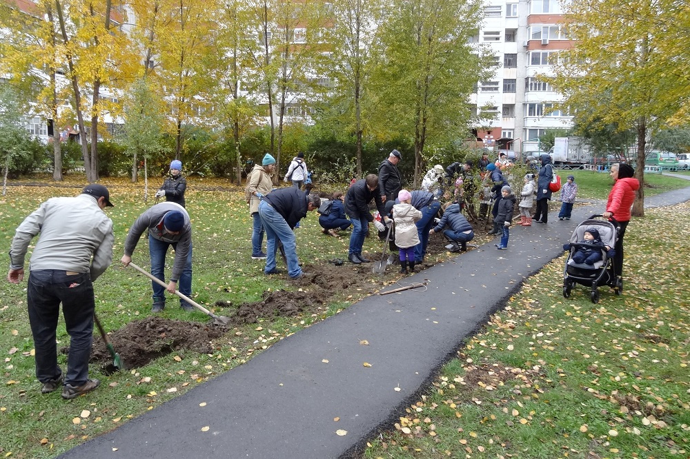 Посадка живой изгороди в 2016 году Посадка живой изгороди в 2016 году