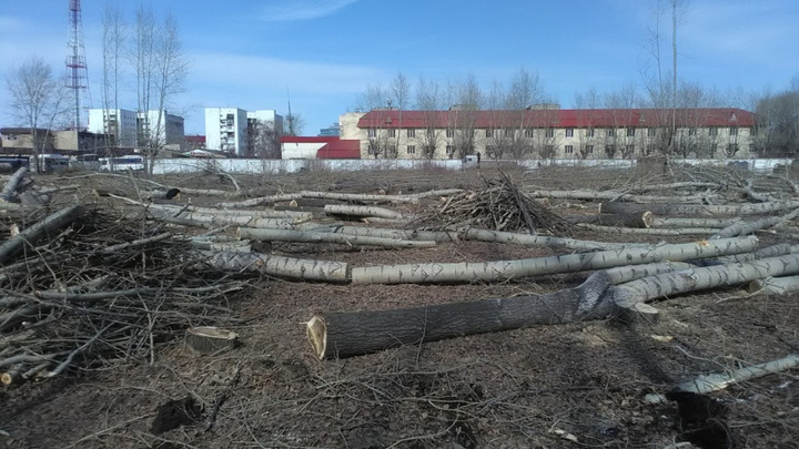 У «Привоза» вырубили 361 дерево, чтобы построить новый рынок