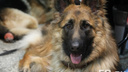 В Перми служебная собака Земляничка задержала перевозившего наркотики пассажира поезда