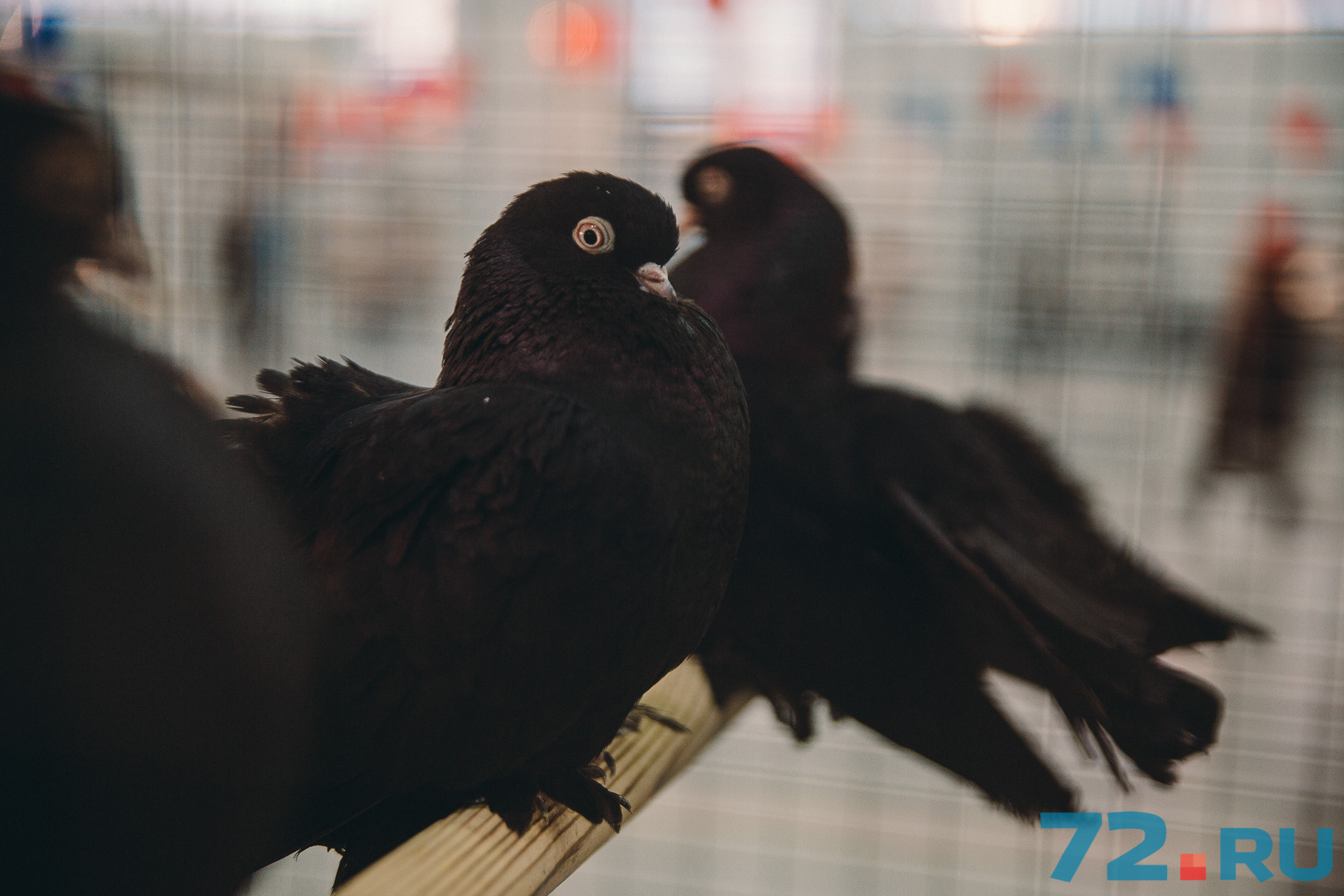 Когда птицы находятся в возбужденном состоянии, то они могут сильно трясти шеей