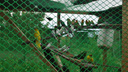Полсотни попугаев передали ростовскому зоопарку пограничники