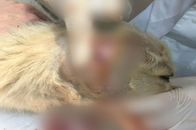Ветеринар провел операцию покалеченному псу