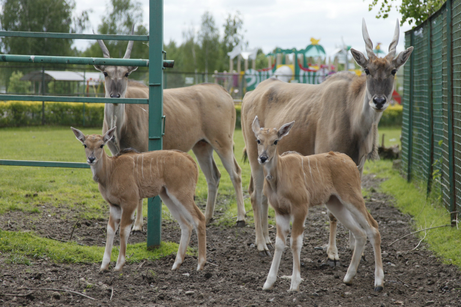 Детёныши антилопы канны родились  20 и 24 мая