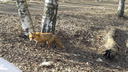 В городской парк в Ярославле забежала дикая лисица: фото