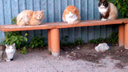 Четверо пушистых: самарец снял мимимишное видео о вечерних посиделках дворовых котов