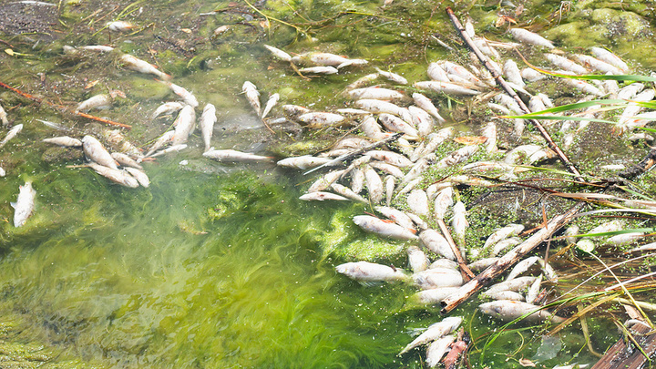 Причиной гибели рыбы в Шершнёвском водохранилище назвали плохую экологию