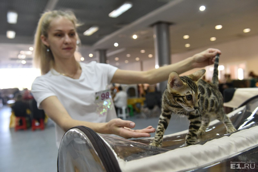 Кошки екатеринбург. Международная выставка кошек Краснодар 2021фотр. Выставка кошек Екатеринбург 2021 август. Выставка кошек Екатеринбург 2021 3 4 июля. Екатеринбург фотосессия с кошками.