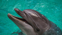 Афалины усыновляют белух и сами репетируют шоу по ночам: один день из жизни тренера дельфинов