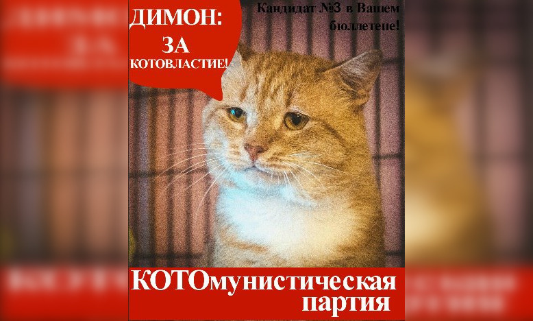 Димон за котовластие в каждой семье. Всю жизнь Димон был бездомным и мечтает помочь всем котикам приюта обрести дом. Средства, собранные в ходе его кампании пойдут на платную рекламу котиков из приюта на авито и в из рук в руки.