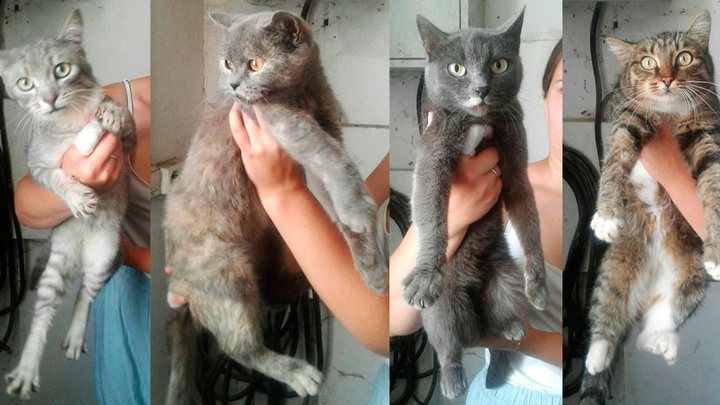 Пушистым ищут хозяев: «Горэкоцентр» отловил десятки кошек, среди которых много домашних