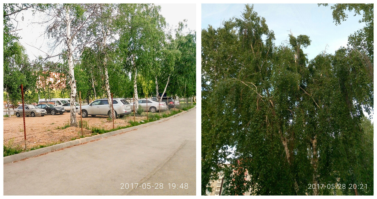 Одна взрослая береза на парковке уже погибла, остальные деревья чахнут и начали сохнуть