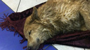 Бесчеловечная жестокость: в Ярославле хозяева выбросили в реку 17-летнего пса