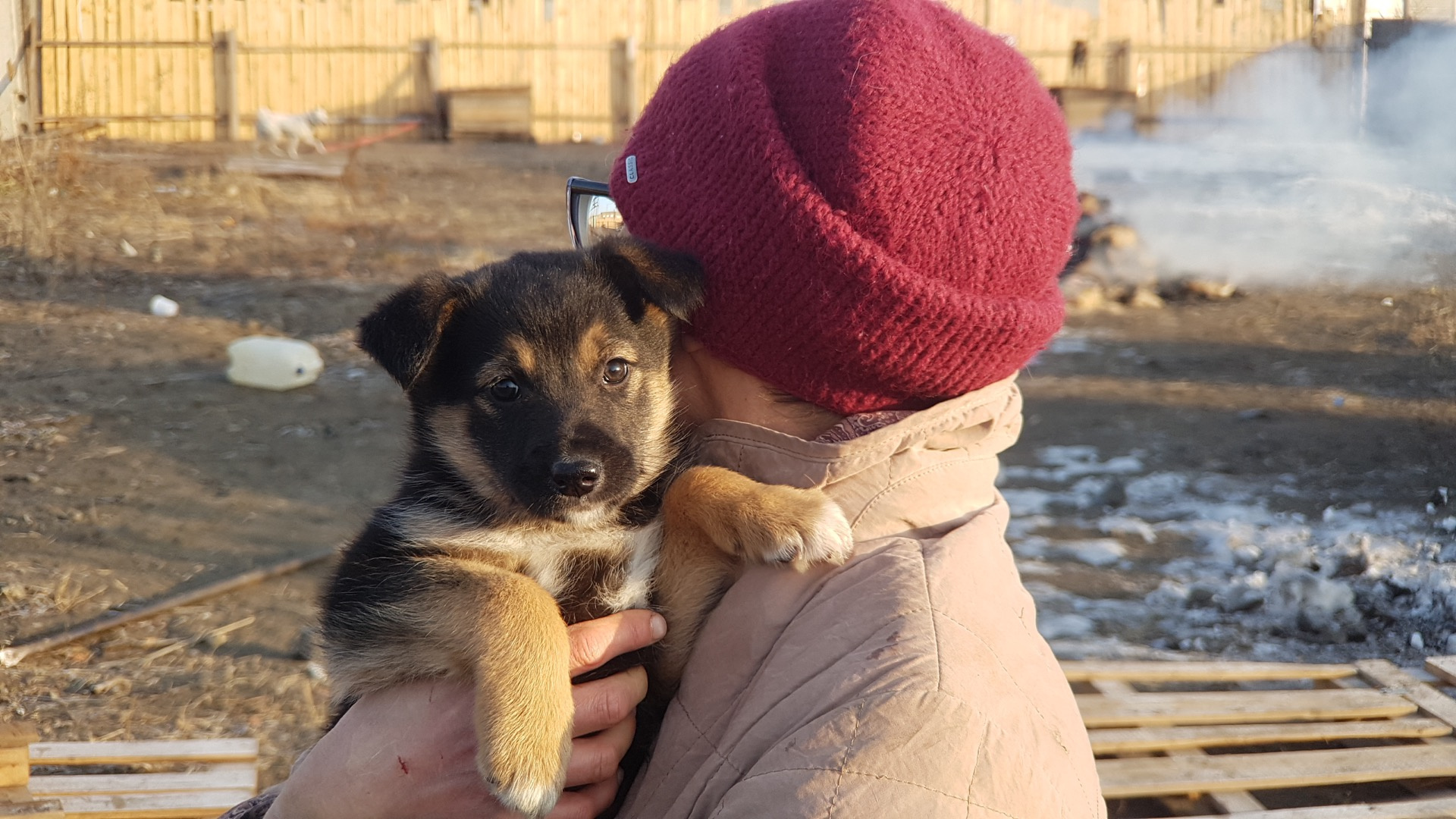 Приют для собак в Кургане