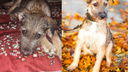 История со счастливым концом: бездомный пес из Ростова нашел новую семью в Испании