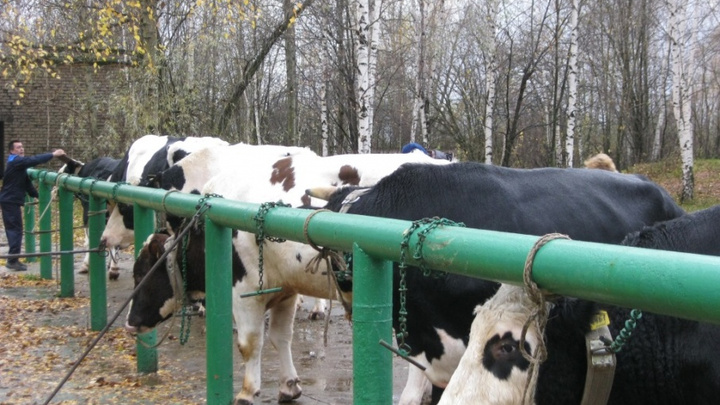 В Ярославской области начали разводить быков без рогов
