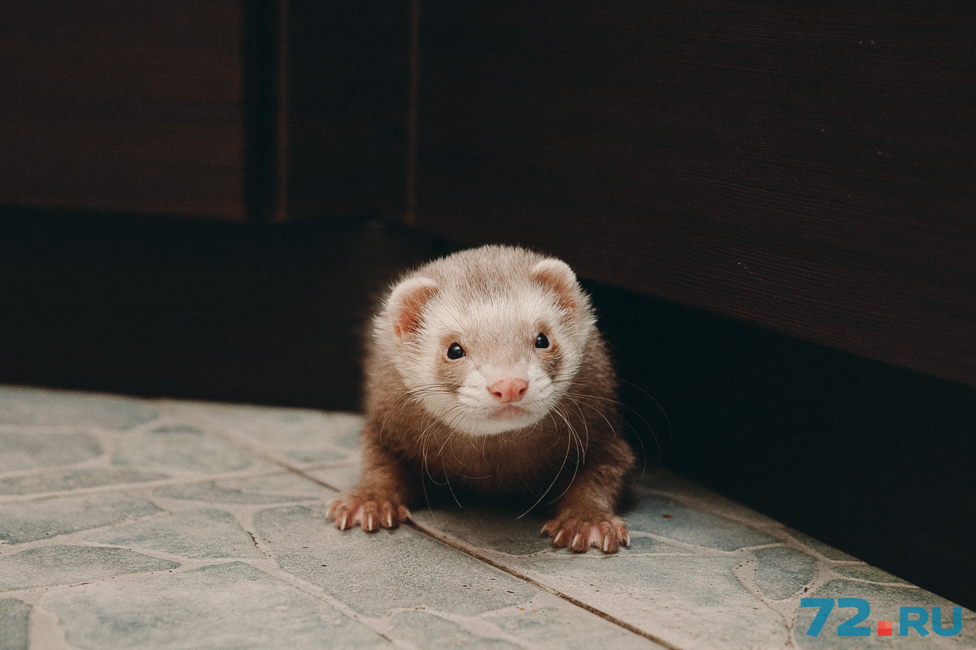 Library ferret 4.0 0