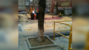 В центре Волгограда спасли замурованное в асфальт дерево