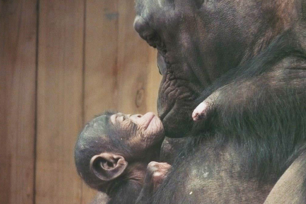 Шимпанзе Сонни воспитывает с мужем трех дочерей